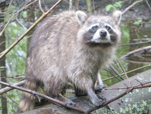 Raton găsit în curtea unui localnic din Constanţa